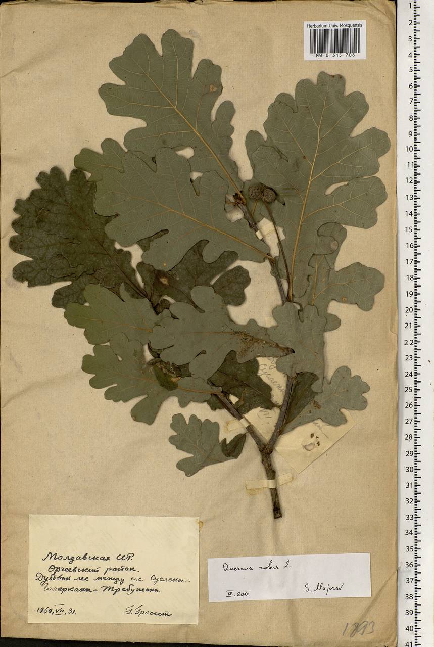 Quercus robur L., Eastern Europe, Moldova (E13a) (Moldova)