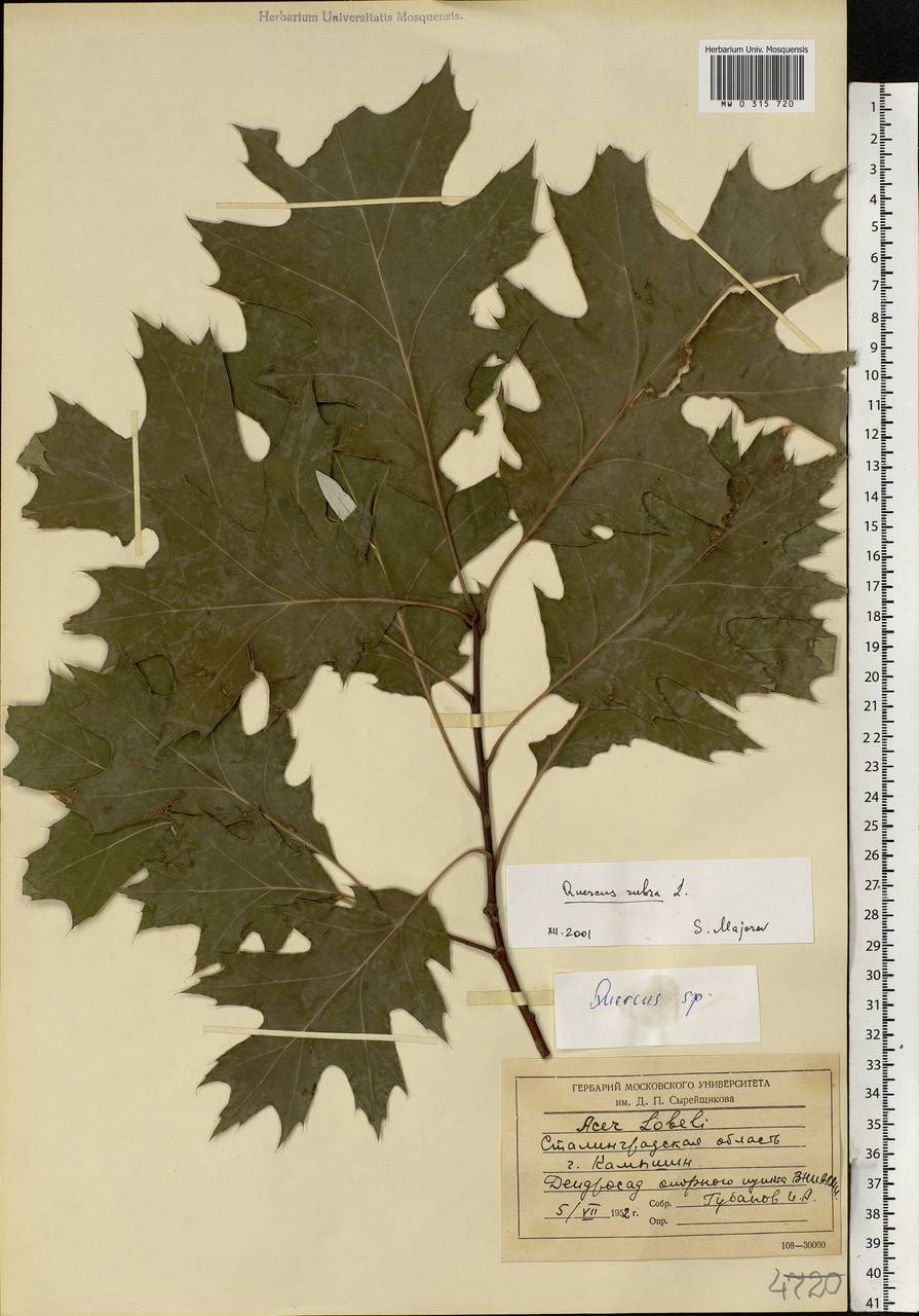 Quercus rubra L., Eastern Europe, Lower Volga region (E9) (Russia)