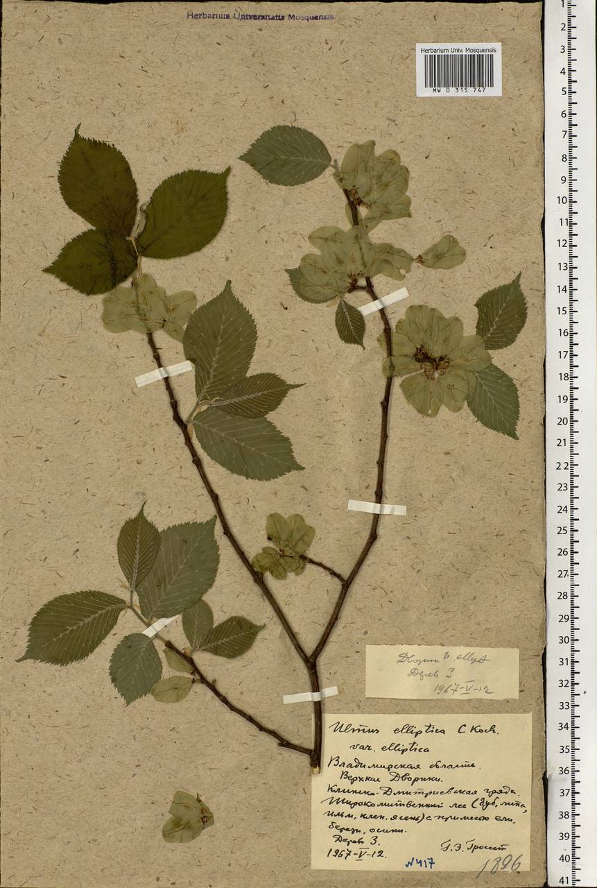 Ulmus glabra subsp. glabra, Eastern Europe, Central region (E4) (Russia)
