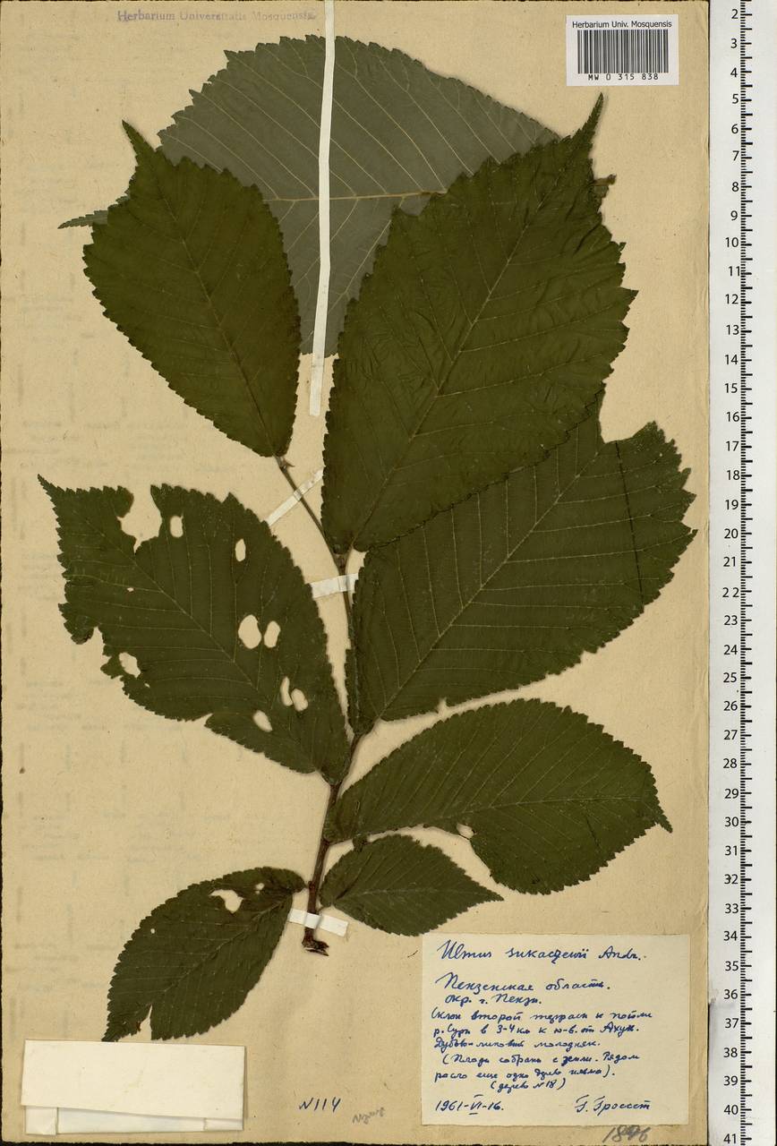 Ulmus glabra subsp. glabra, Eastern Europe, Middle Volga region (E8) (Russia)