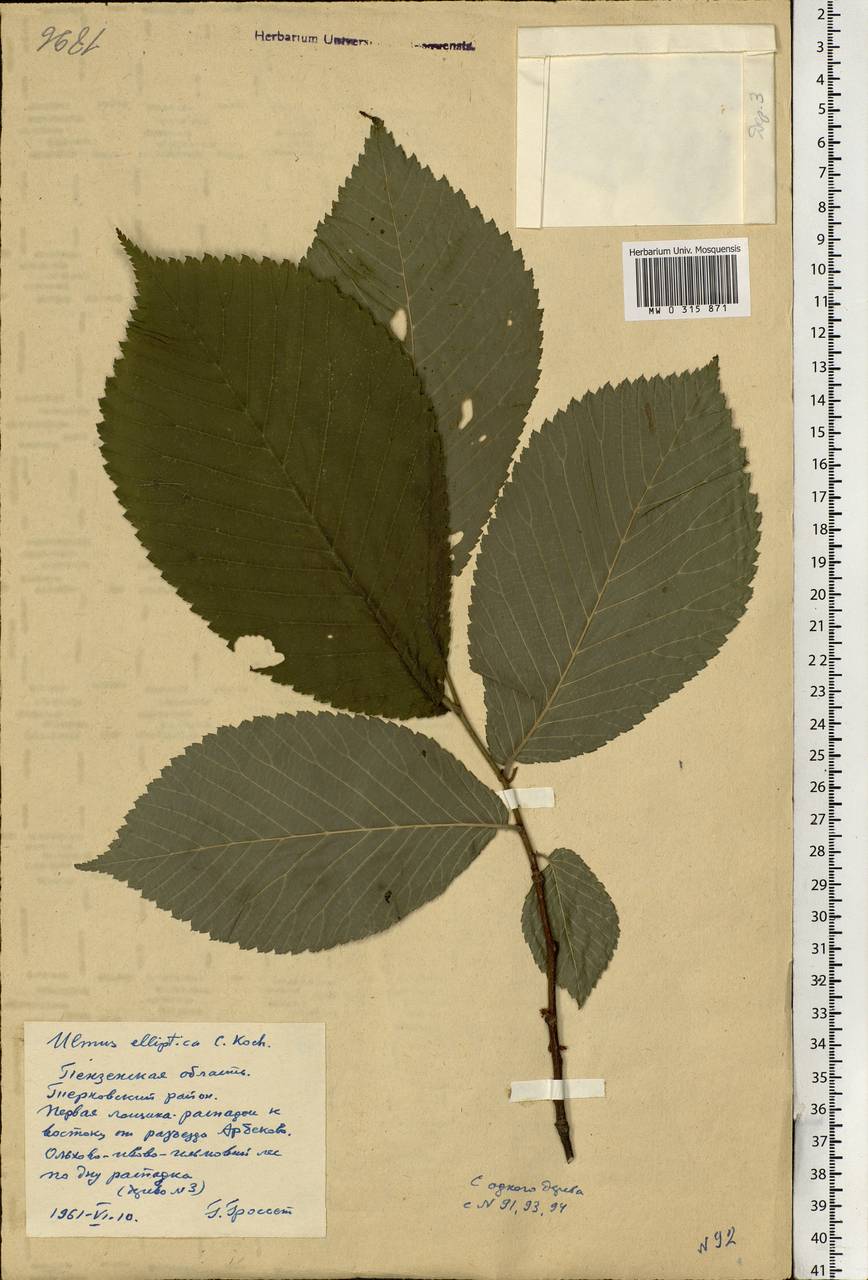 Ulmus glabra subsp. glabra, Eastern Europe, Middle Volga region (E8) (Russia)