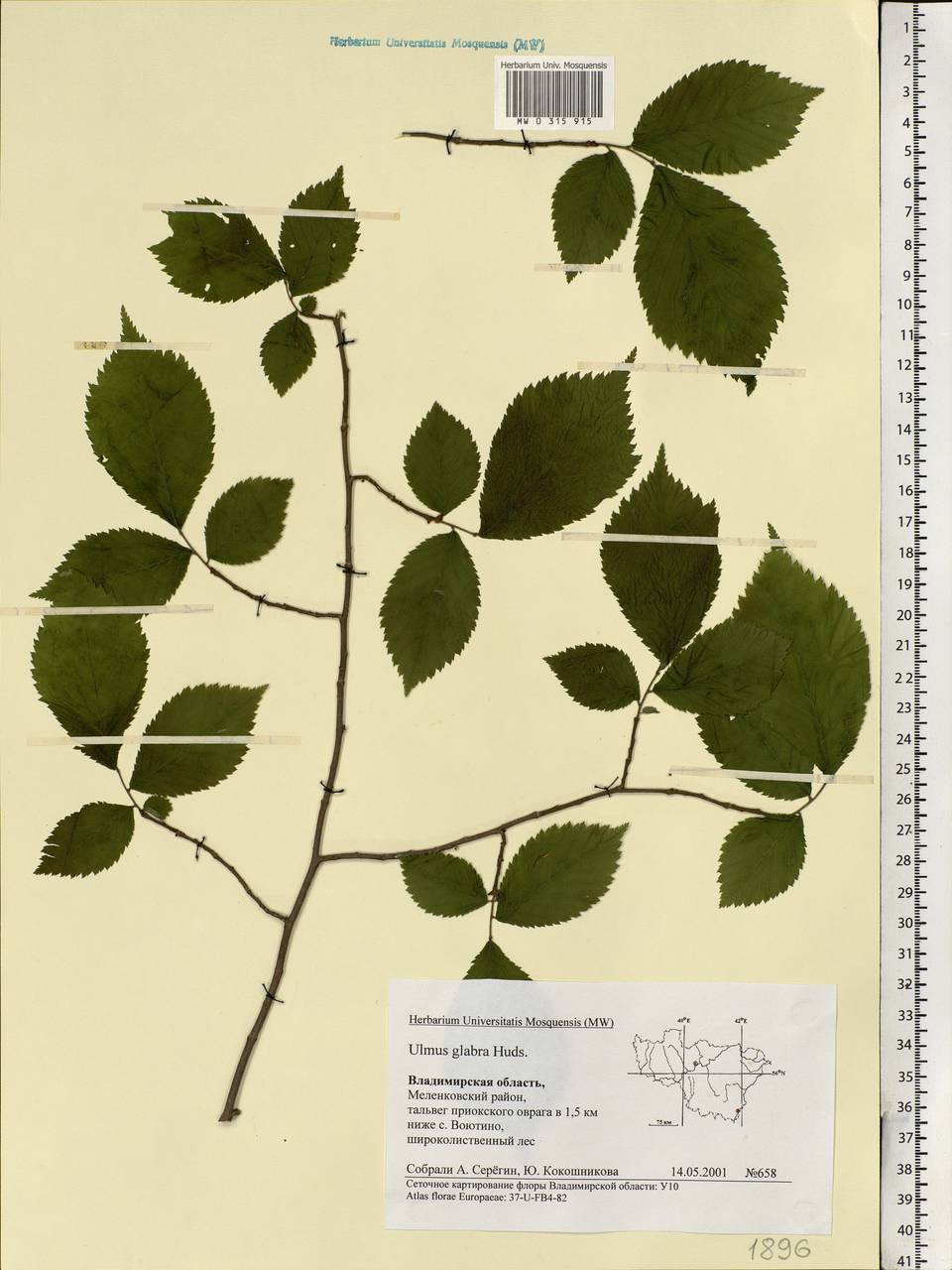 Ulmus glabra, Eastern Europe, Central region (E4) (Russia)