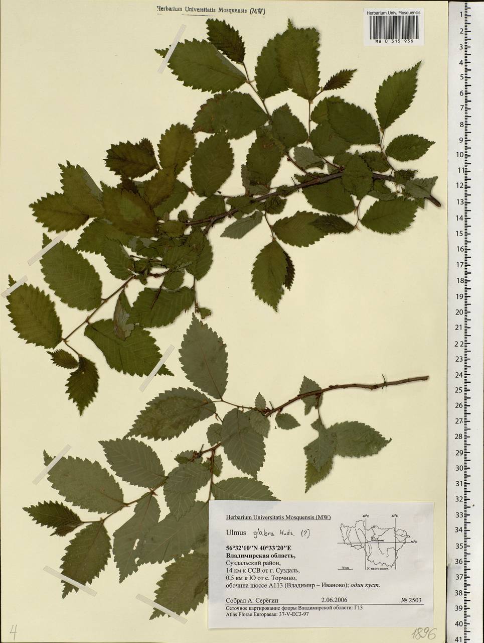 Ulmus glabra, Eastern Europe, Central region (E4) (Russia)