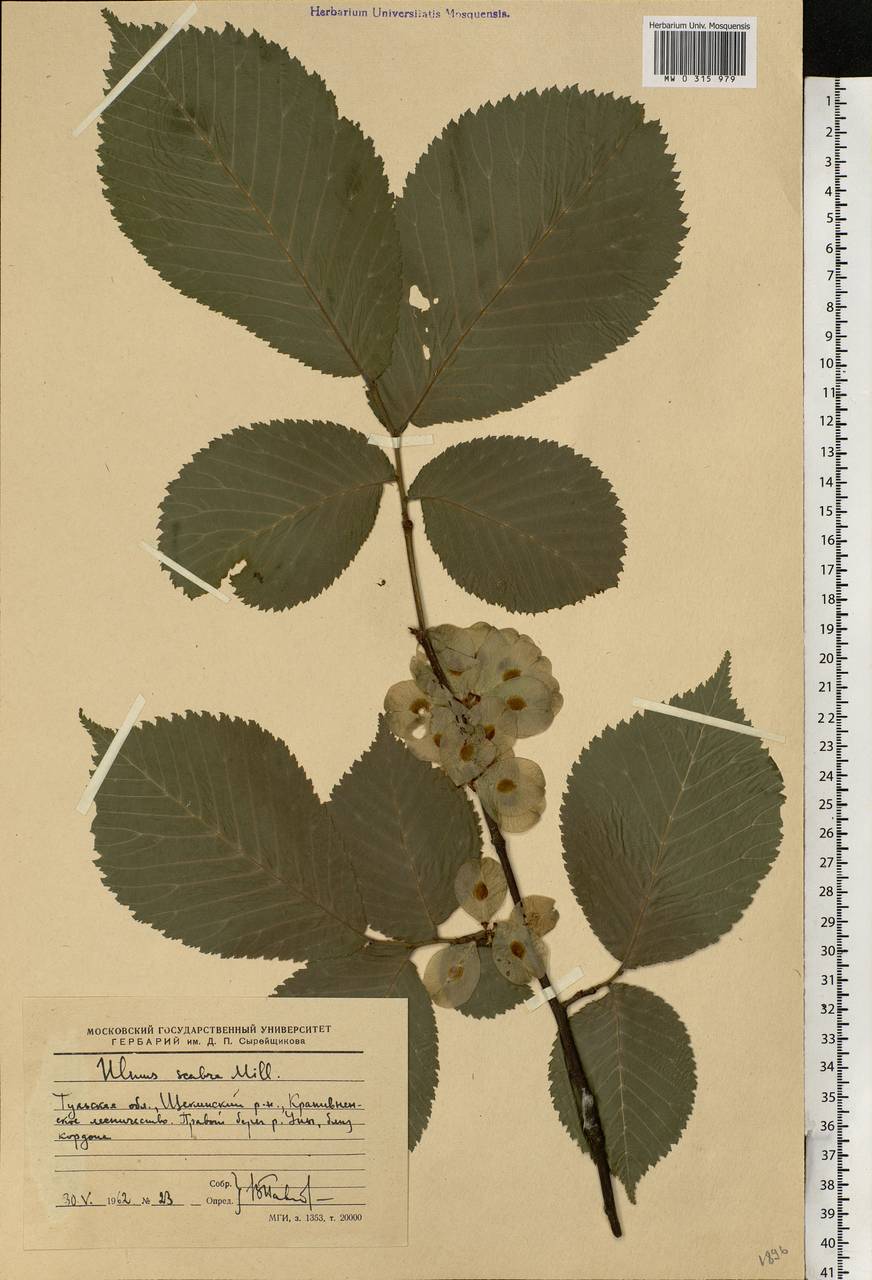 Ulmus glabra Huds., Eastern Europe, Central region (E4) (Russia)