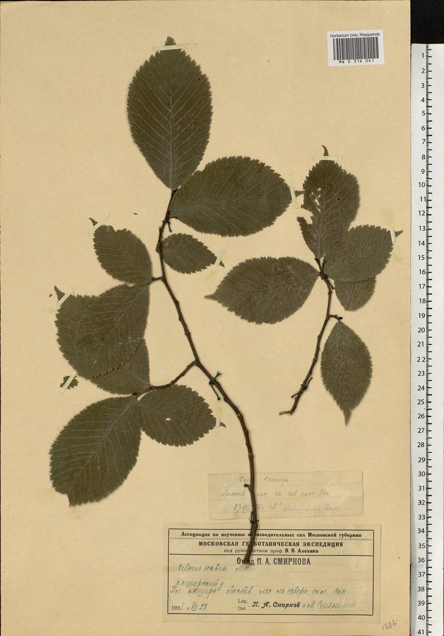 Ulmus glabra Huds., Eastern Europe, Moscow region (E4a) (Russia)