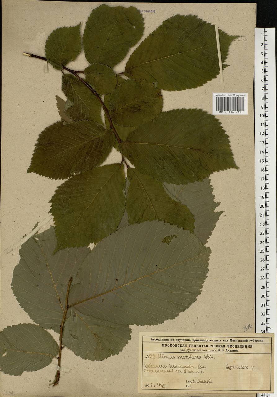 Ulmus glabra, Eastern Europe, Moscow region (E4a) (Russia)