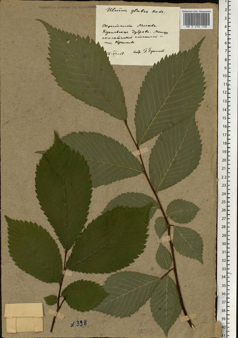 Ulmus glabra Huds., Eastern Europe, Moscow region (E4a) (Russia)