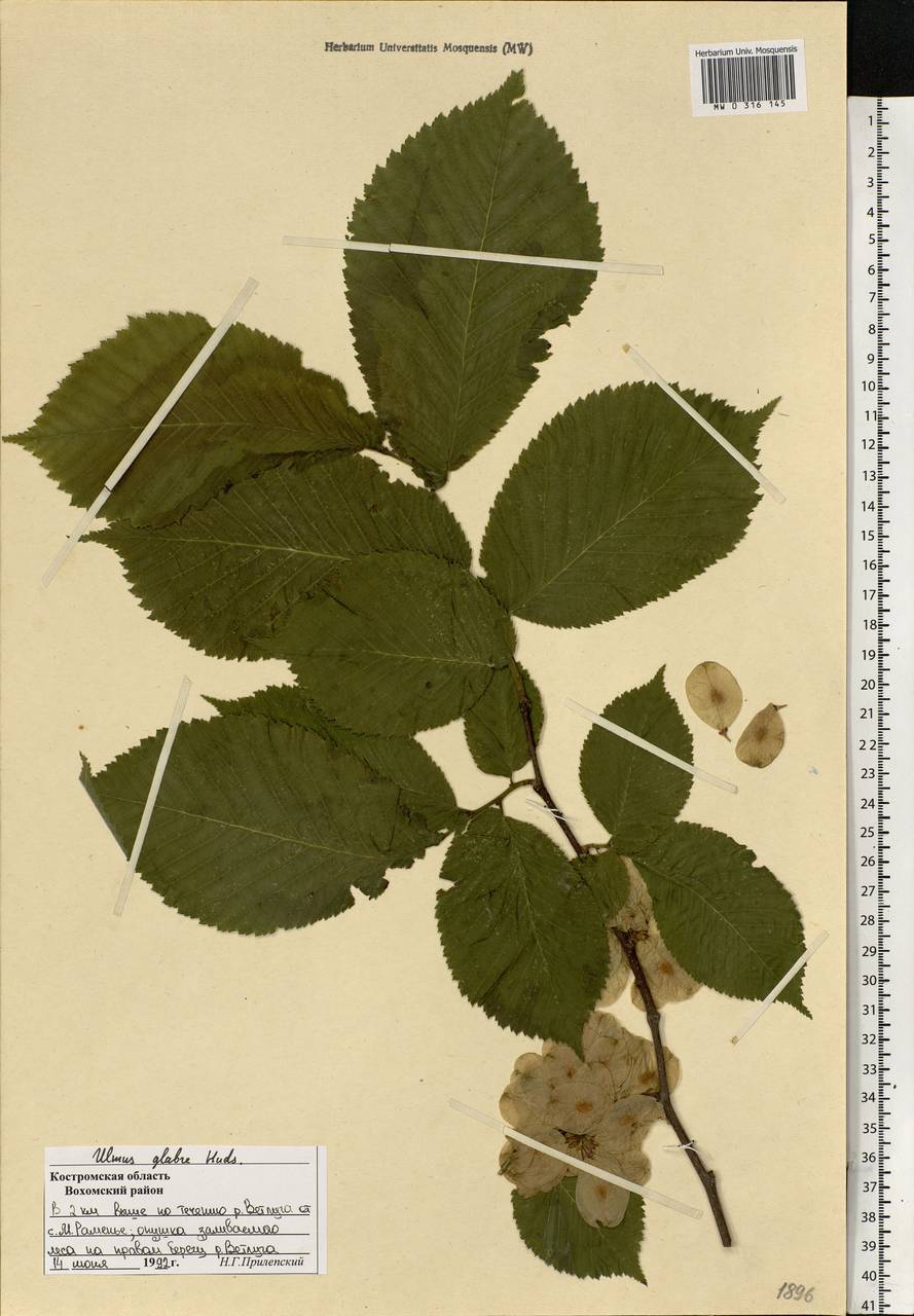 Ulmus glabra, Eastern Europe, Central forest region (E5) (Russia)