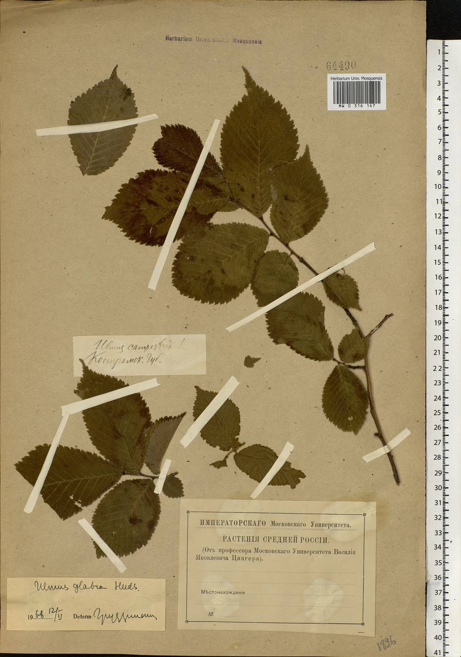 Ulmus glabra, Eastern Europe, Central forest region (E5) (Russia)