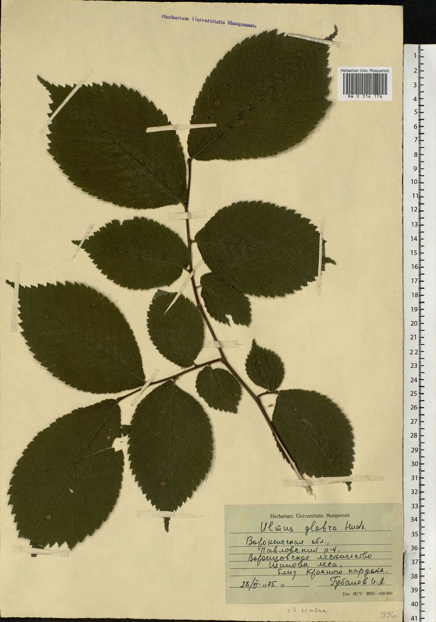 Ulmus glabra Huds., Eastern Europe, Central forest-and-steppe region (E6) (Russia)