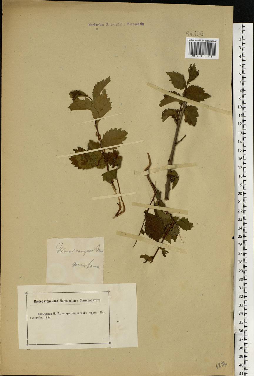 Ulmus glabra Huds., Eastern Europe, Central forest-and-steppe region (E6) (Russia)