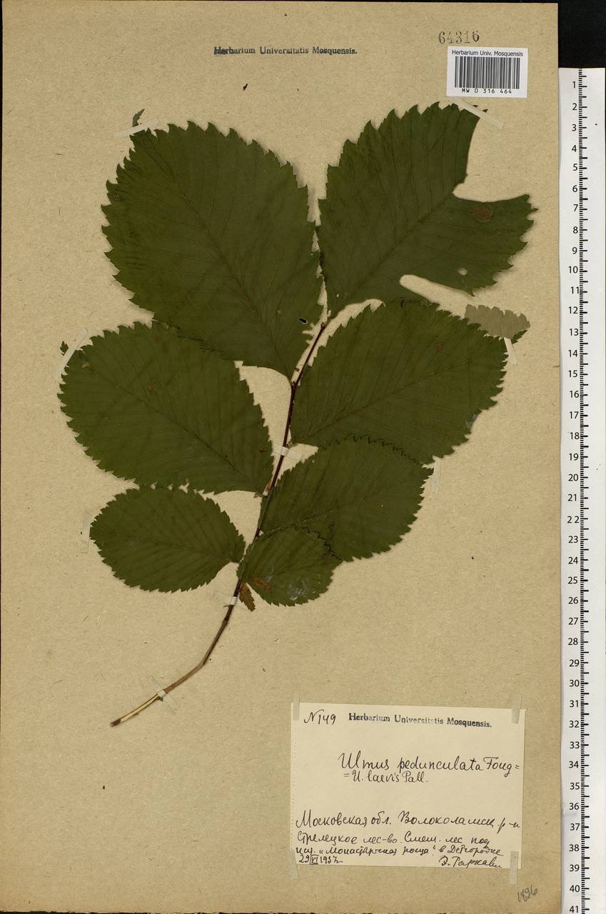 Ulmus laevis Pall., Eastern Europe, Moscow region (E4a) (Russia)