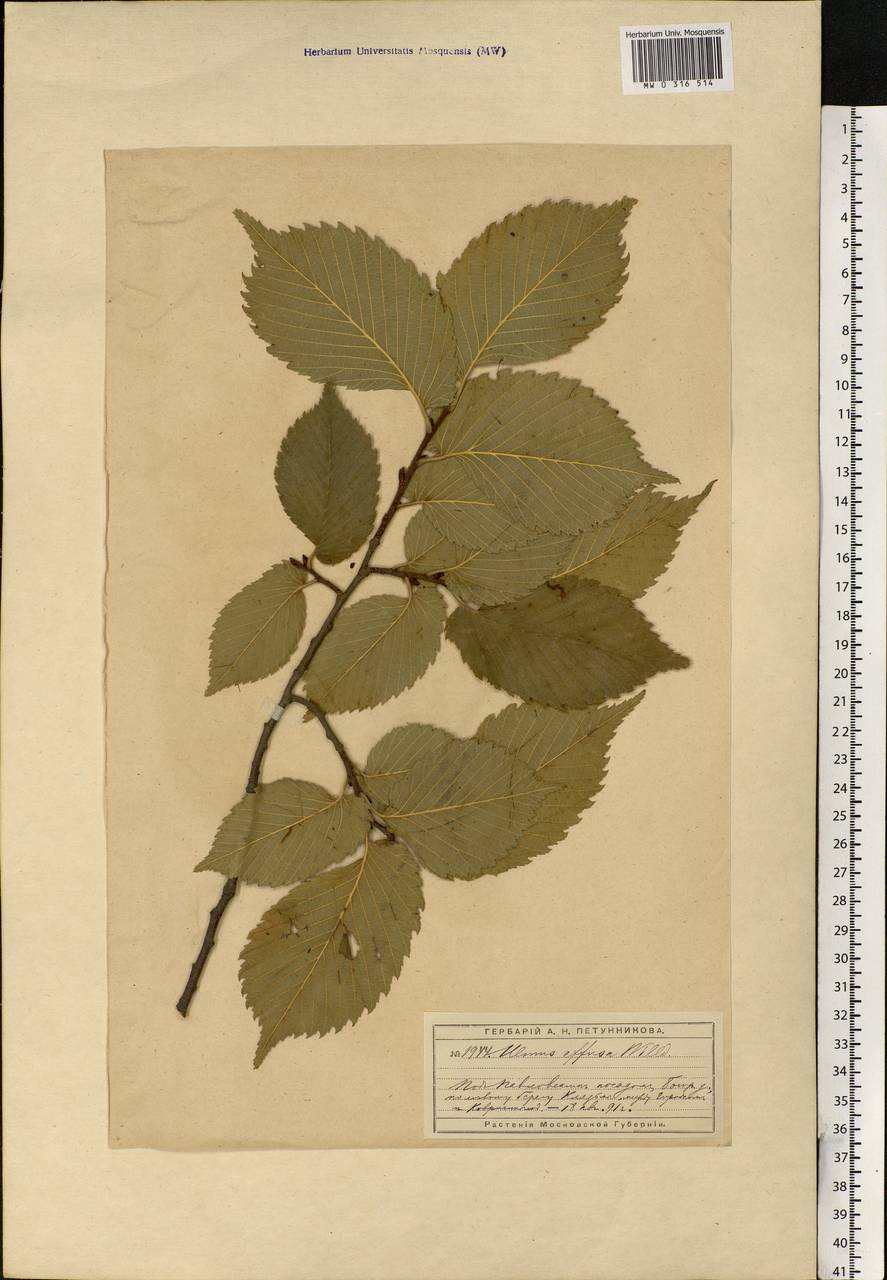 Ulmus laevis Pall., Eastern Europe, Moscow region (E4a) (Russia)