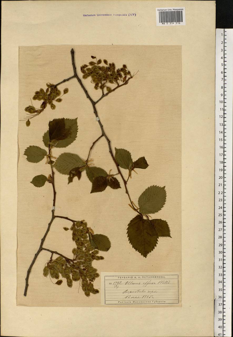 Ulmus laevis Pall., Eastern Europe, Moscow region (E4a) (Russia)