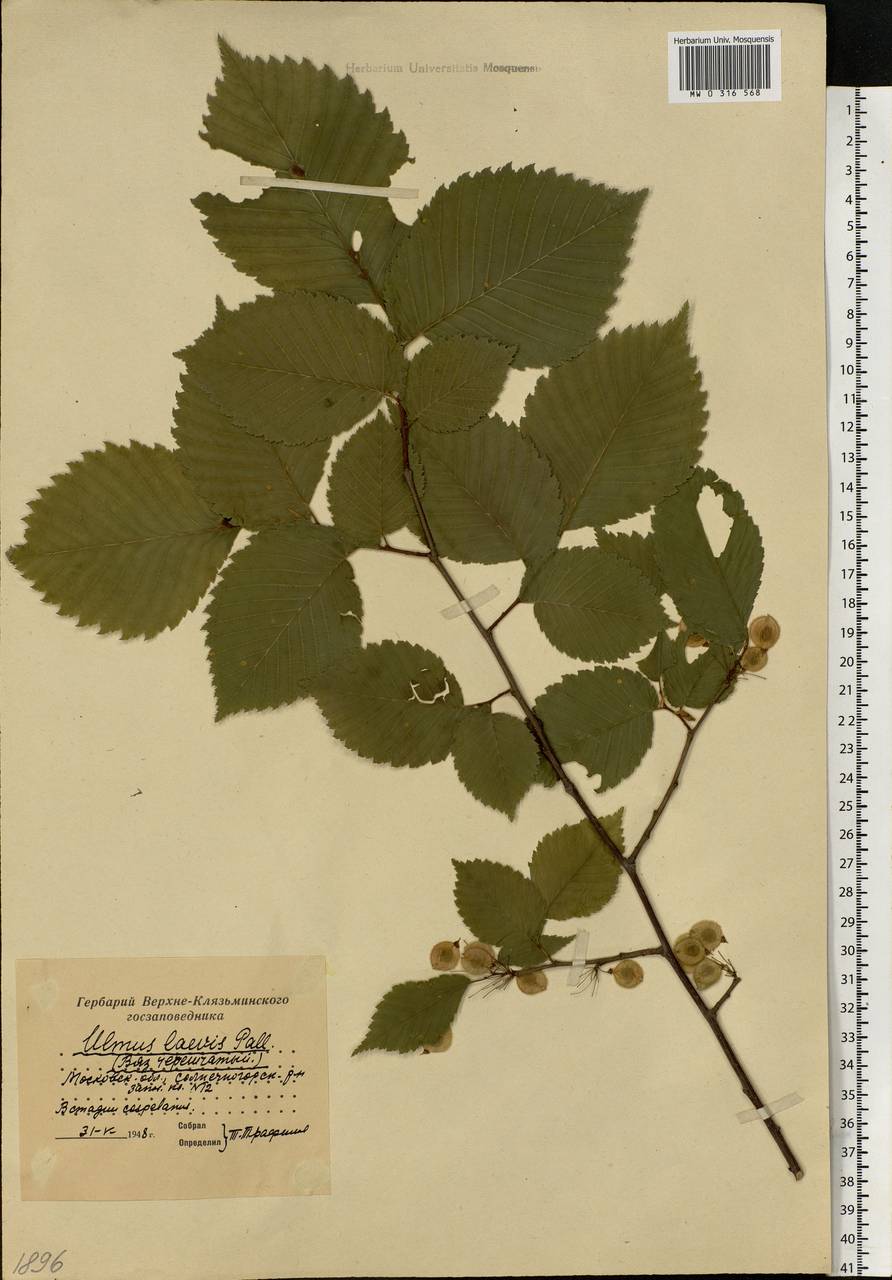 Ulmus laevis Pall., Eastern Europe, Moscow region (E4a) (Russia)