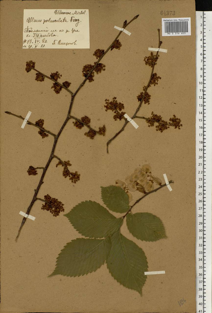 Ulmus laevis Pall., Eastern Europe, Central forest-and-steppe region (E6) (Russia)