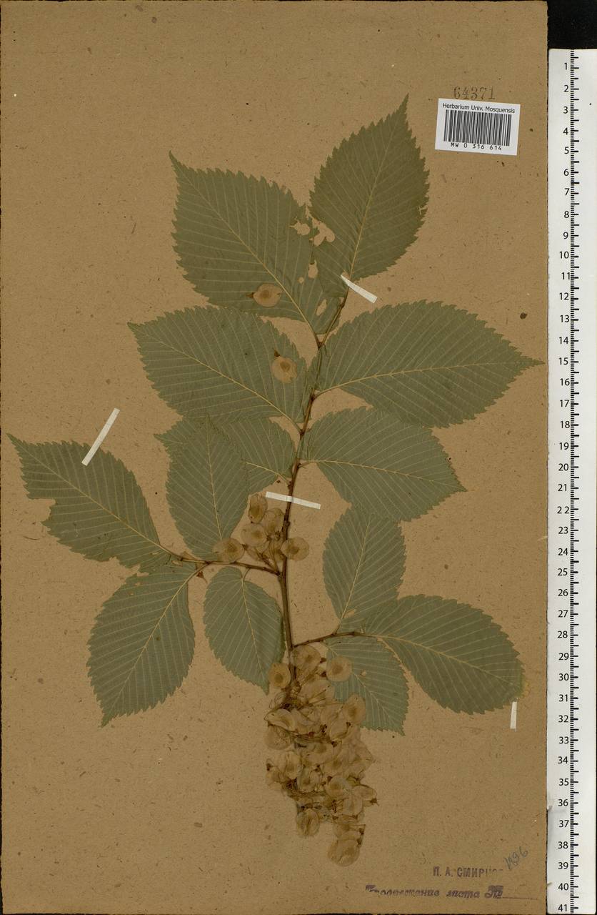 Ulmus laevis Pall., Eastern Europe, Central forest-and-steppe region (E6) (Russia)