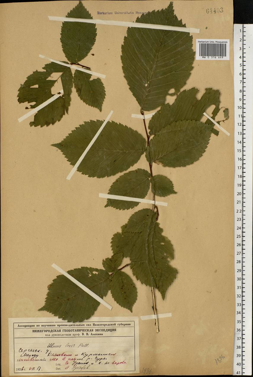 Ulmus laevis Pall., Eastern Europe, Volga-Kama region (E7) (Russia)