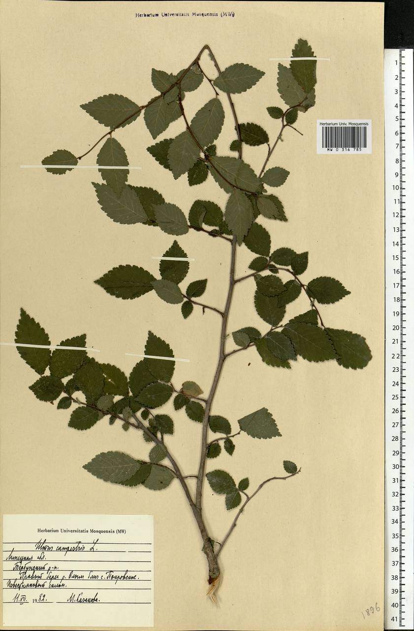 Ulmus minor, Eastern Europe, Central forest-and-steppe region (E6) (Russia)