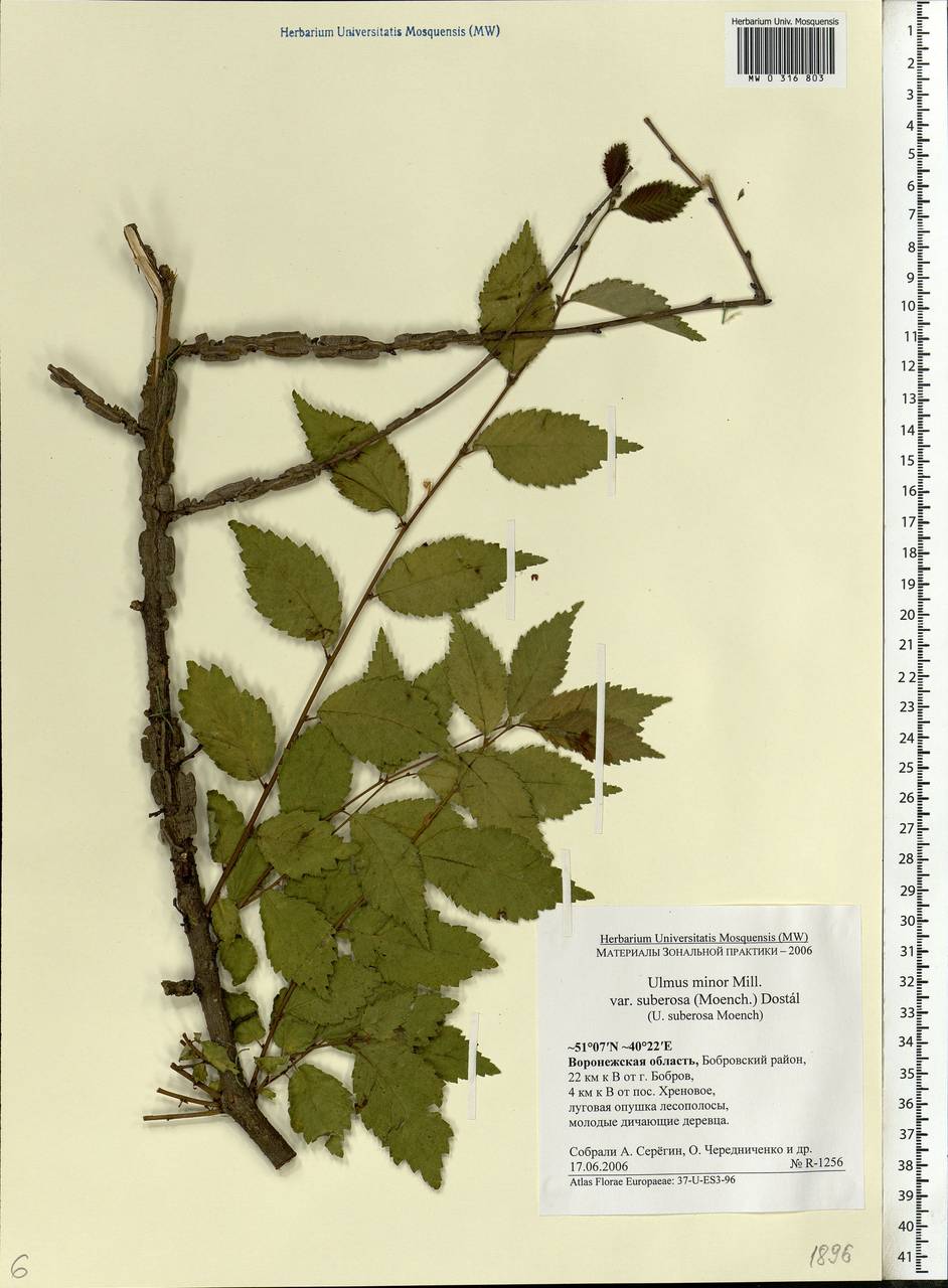 Ulmus minor, Eastern Europe, Central forest-and-steppe region (E6) (Russia)