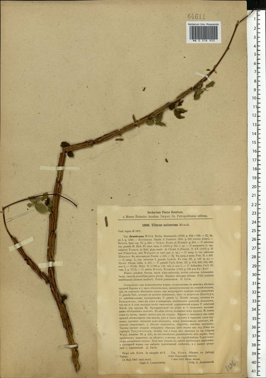 Ulmus minor subsp. minor, Eastern Europe, North Ukrainian region (E11) (Ukraine)
