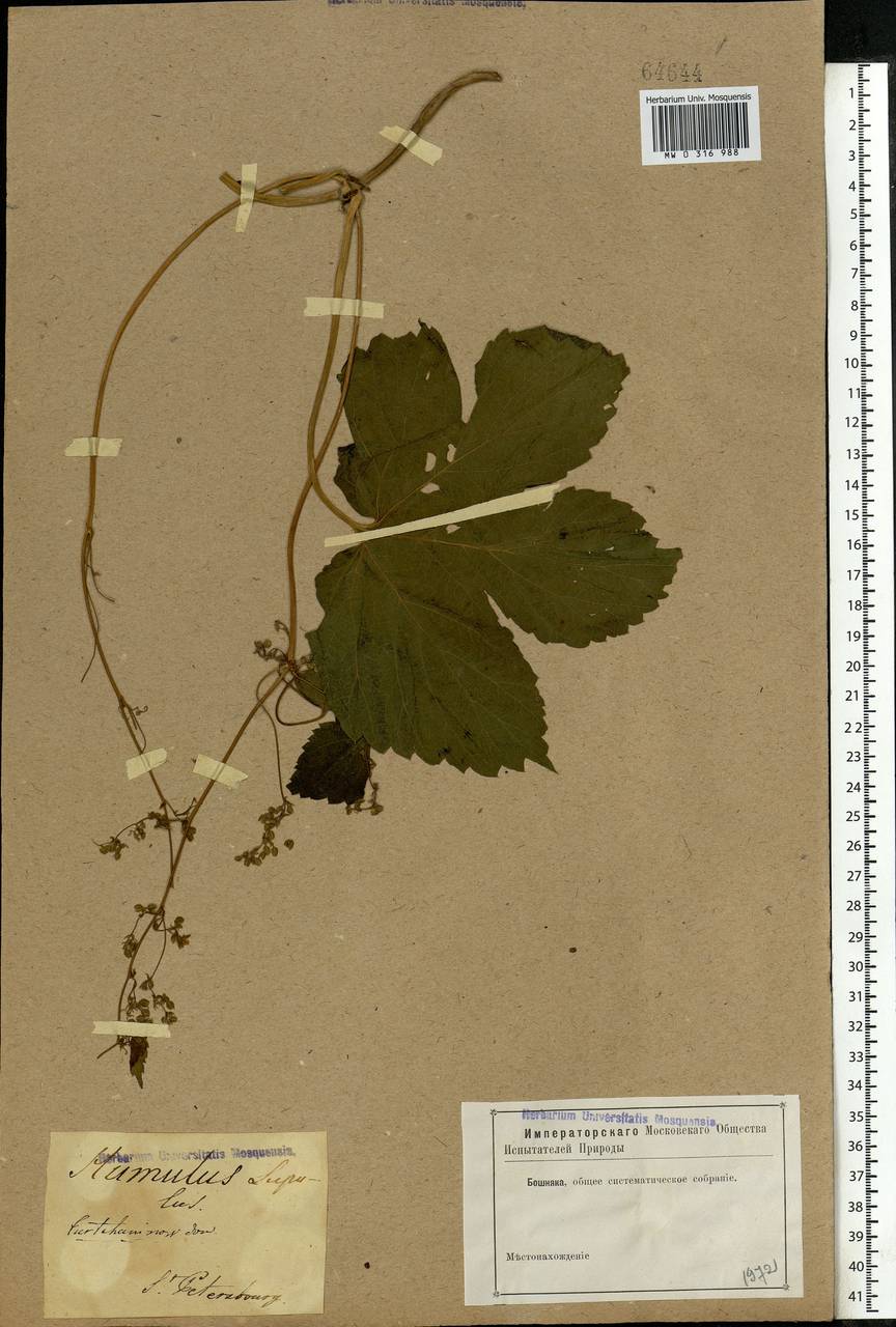 Humulus lupulus L., Eastern Europe, North-Western region (E2) (Russia)