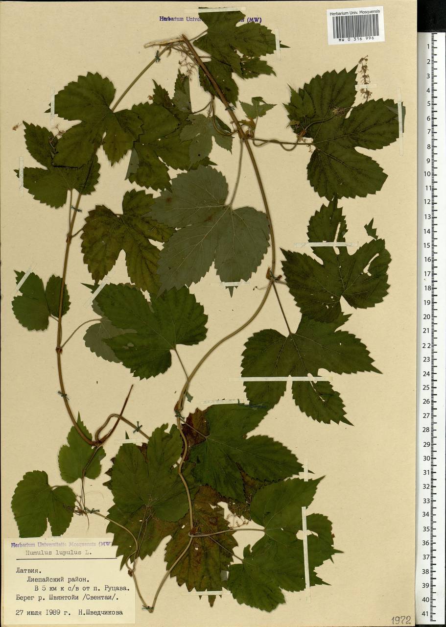 Humulus lupulus L., Eastern Europe, Latvia (E2b) (Latvia)