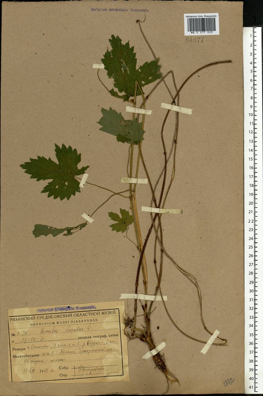 Humulus lupulus L., Eastern Europe, Central region (E4) (Russia)