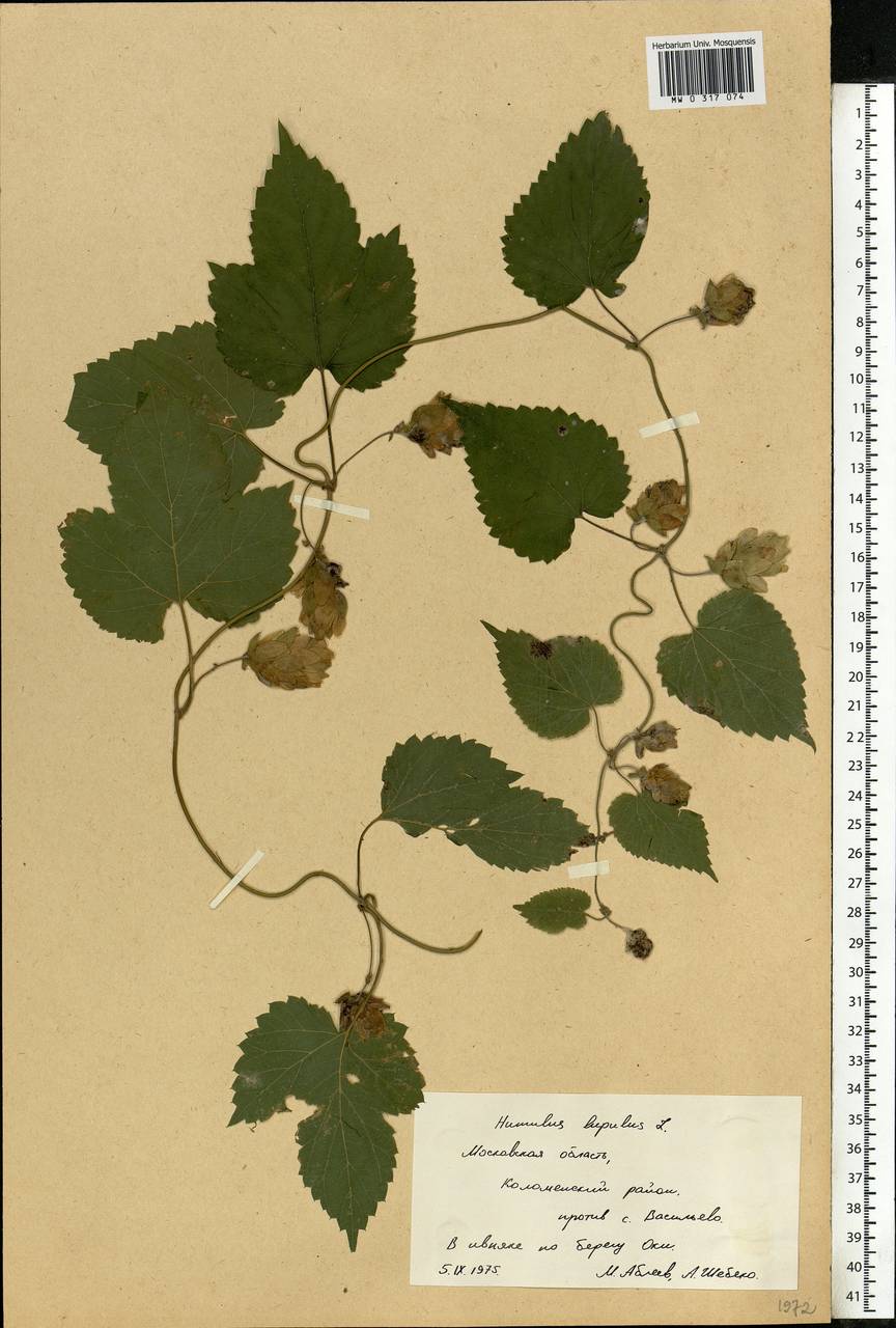 Humulus lupulus L., Eastern Europe, Moscow region (E4a) (Russia)