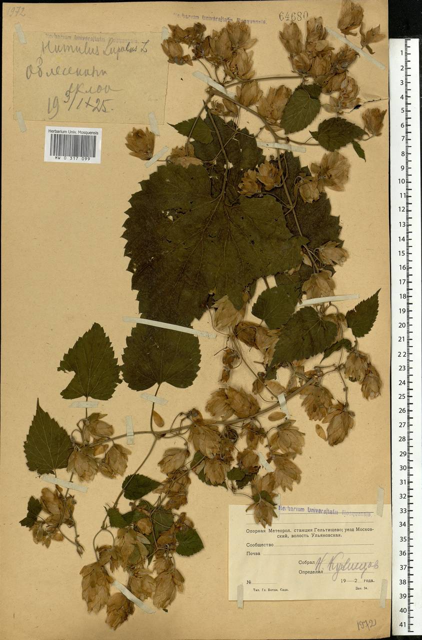 Humulus lupulus L., Eastern Europe, Moscow region (E4a) (Russia)
