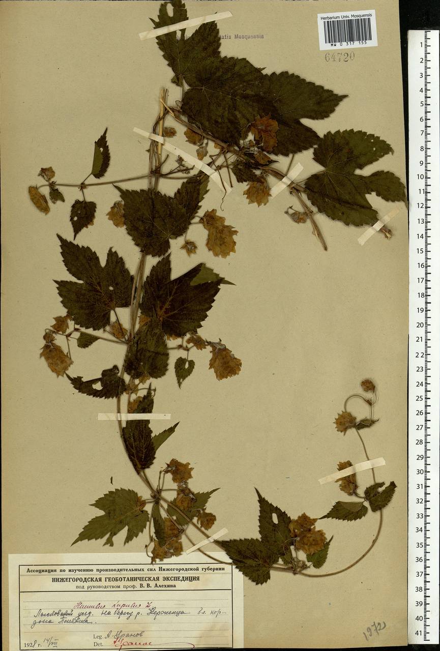 Humulus lupulus L., Eastern Europe, Volga-Kama region (E7) (Russia)