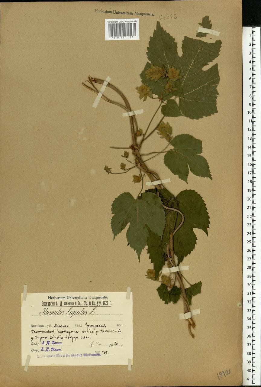 Humulus lupulus L., Eastern Europe, Middle Volga region (E8) (Russia)