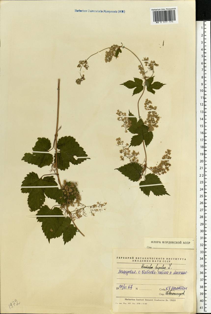 Humulus lupulus L., Eastern Europe, Middle Volga region (E8) (Russia)