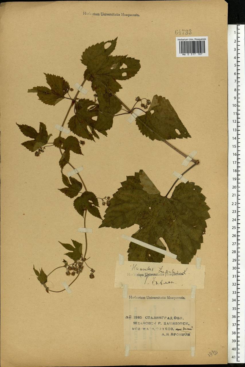Humulus lupulus L., Eastern Europe, Lower Volga region (E9) (Russia)