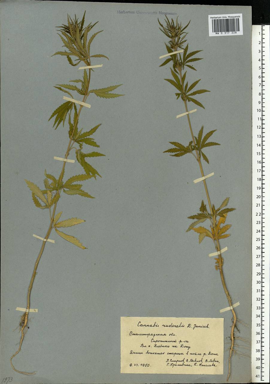 Cannabis sativa var. ruderalis (Janisch.) S.Z. Liou, Eastern Europe, Lower Volga region (E9) (Russia)