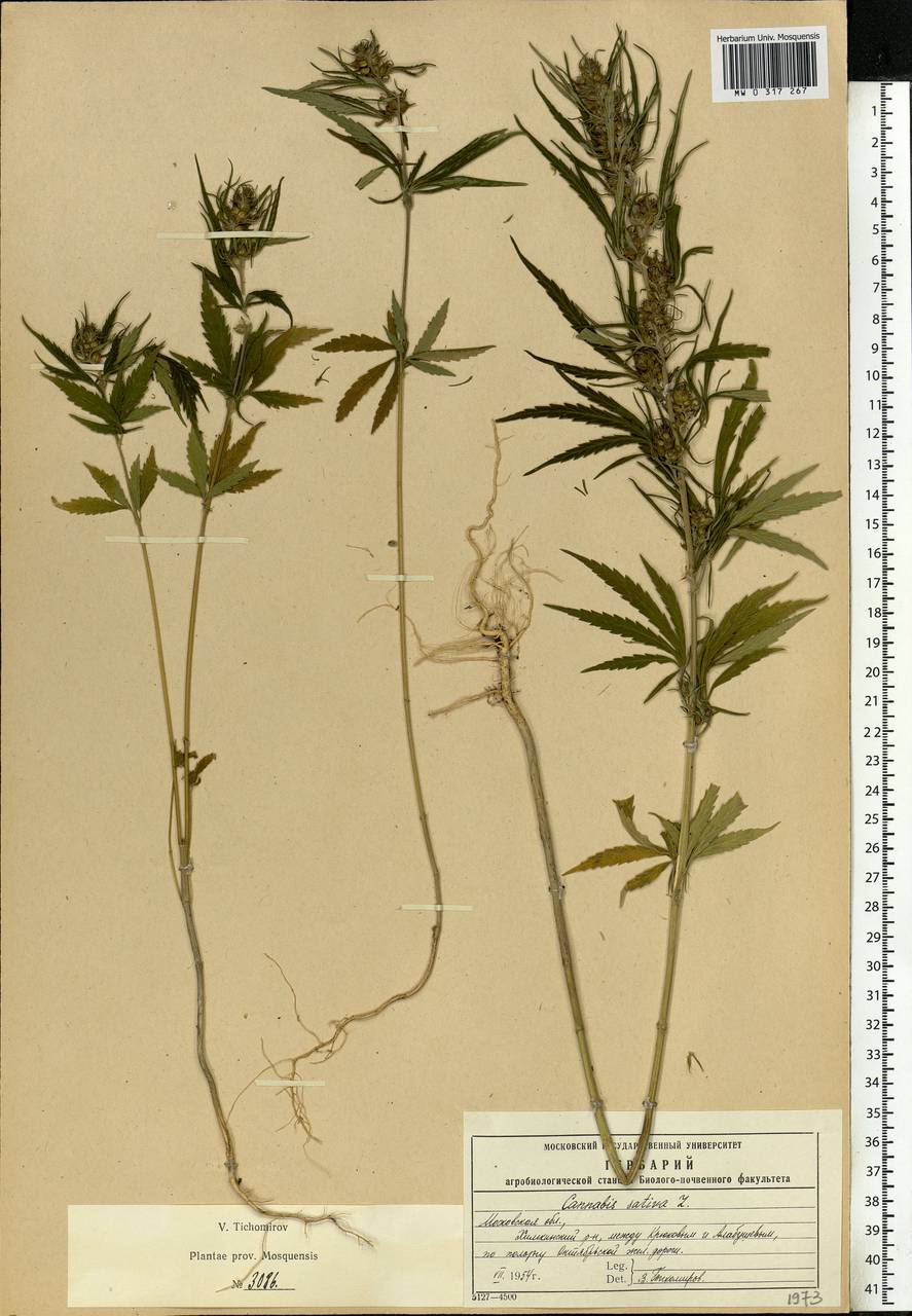 Cannabis sativa L., Eastern Europe, Moscow region (E4a) (Russia)