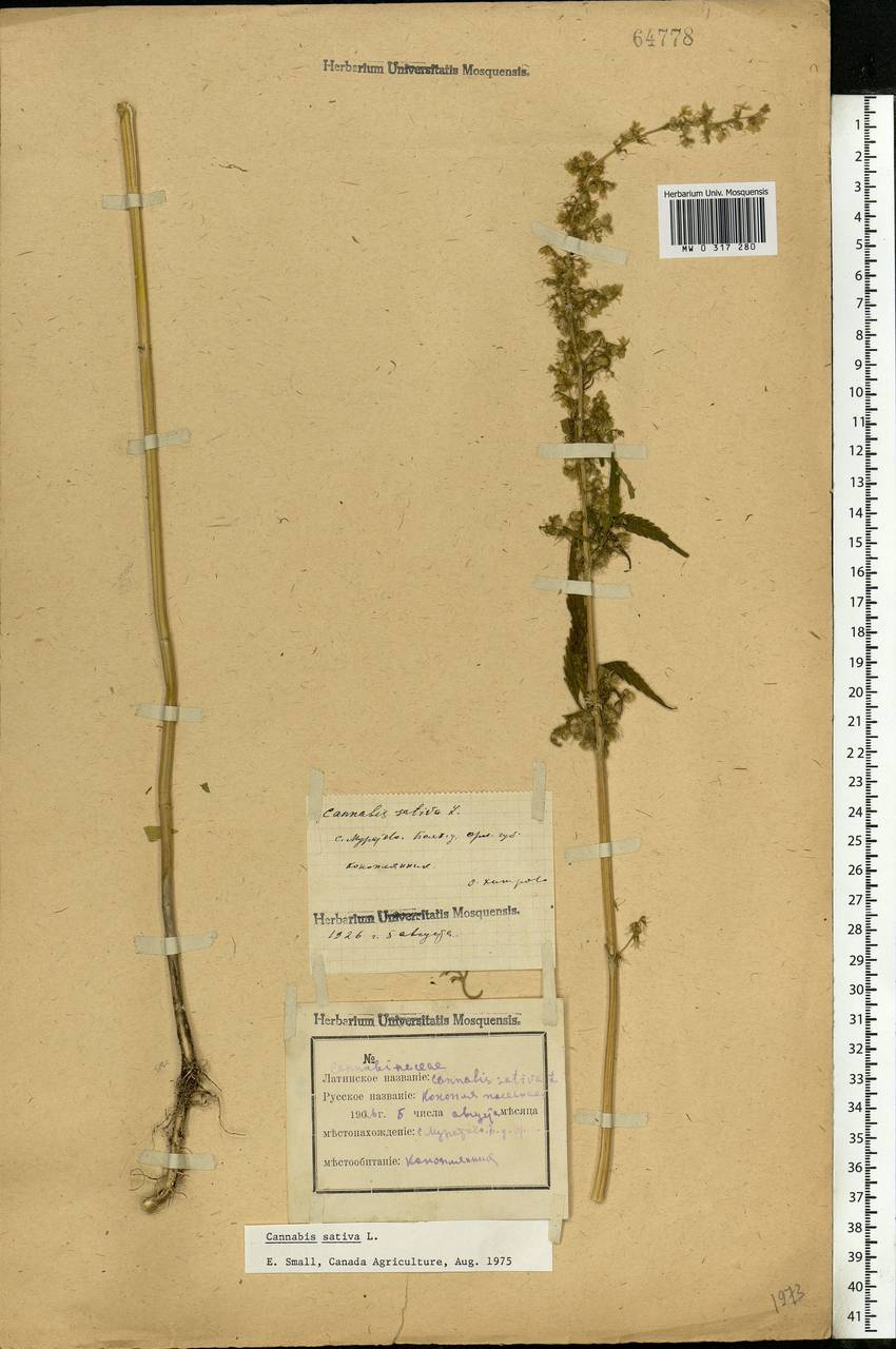 Cannabis sativa L., Eastern Europe, Central forest-and-steppe region (E6) (Russia)