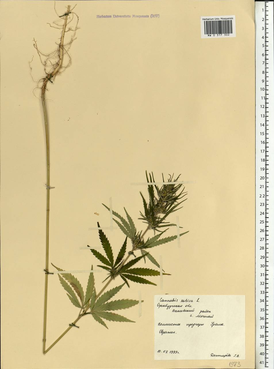 Cannabis sativa L., Eastern Europe, Eastern region (E10) (Russia)
