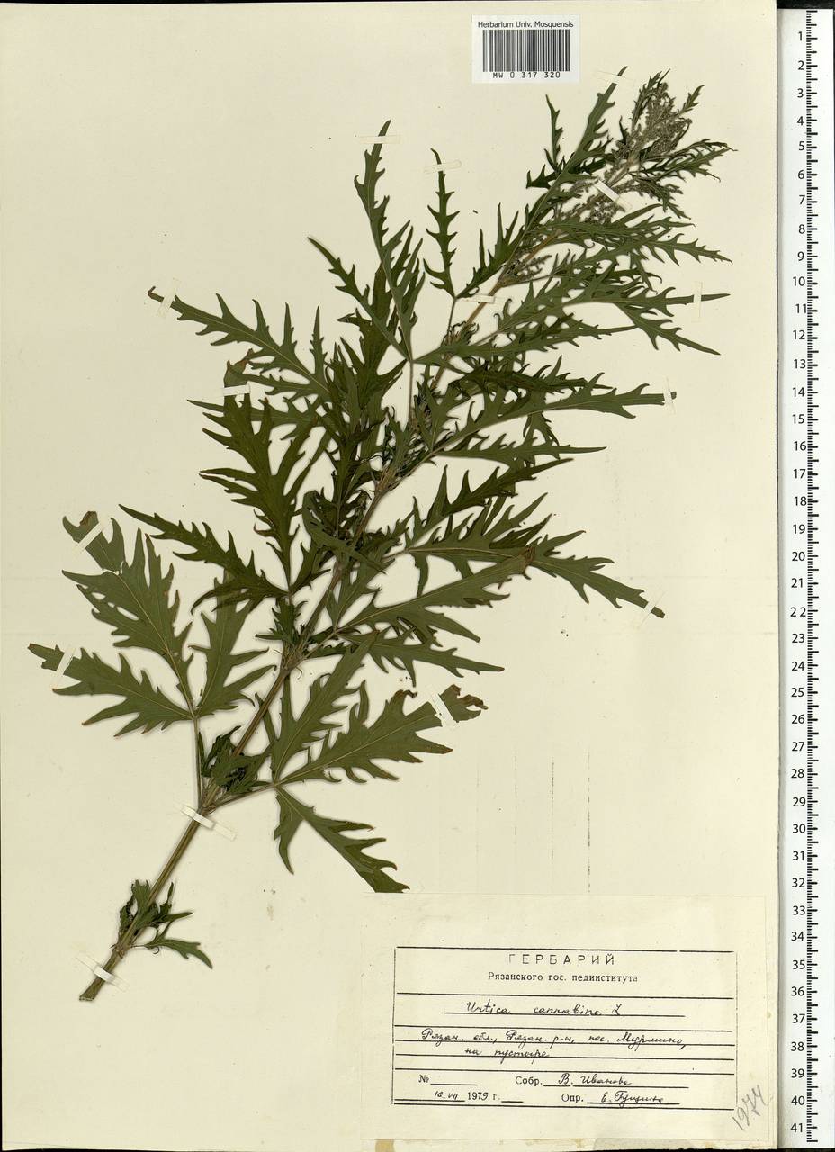 Urtica cannabina L., Eastern Europe, Central region (E4) (Russia)