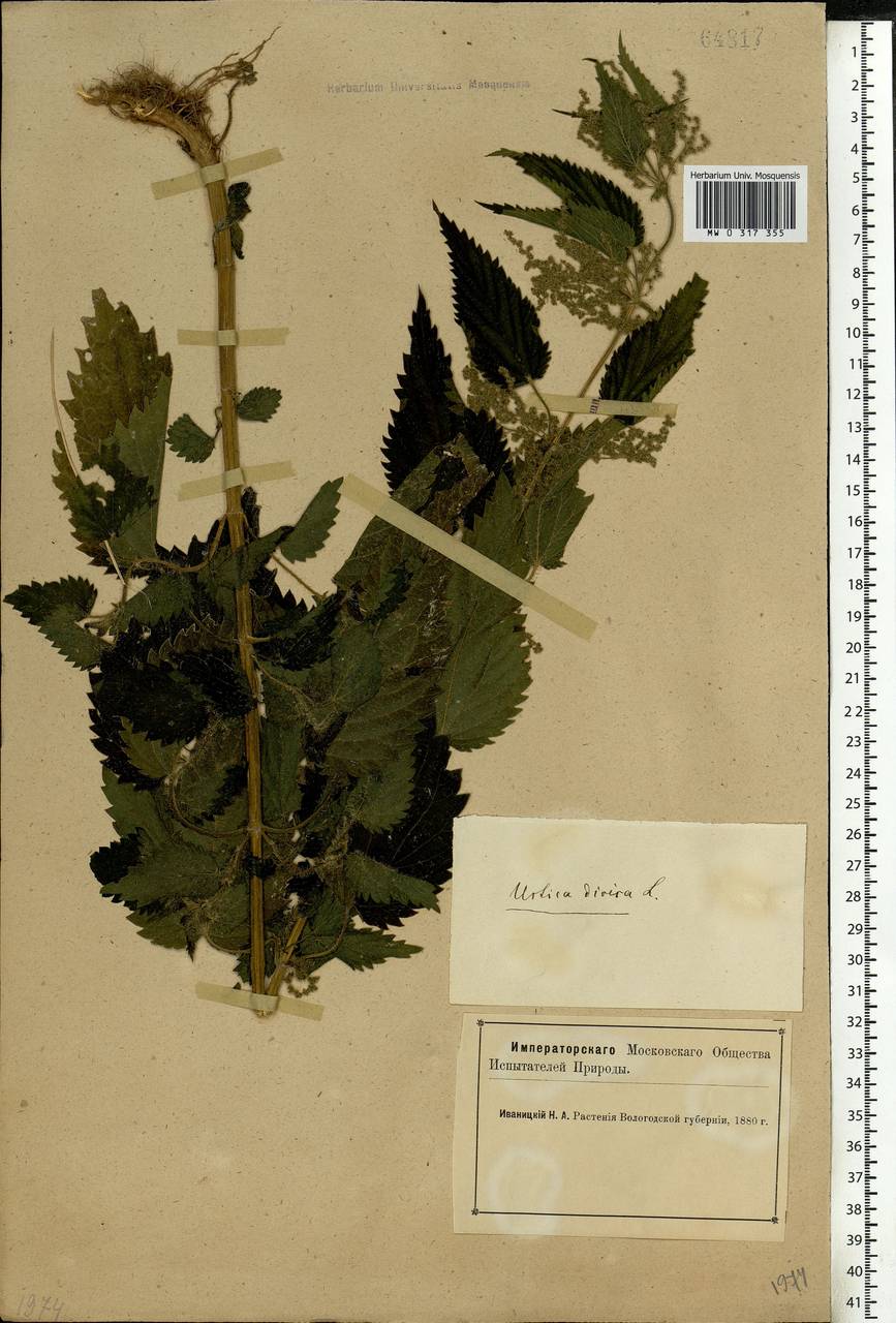 Urtica dioica L., Eastern Europe, Northern region (E1) (Russia)