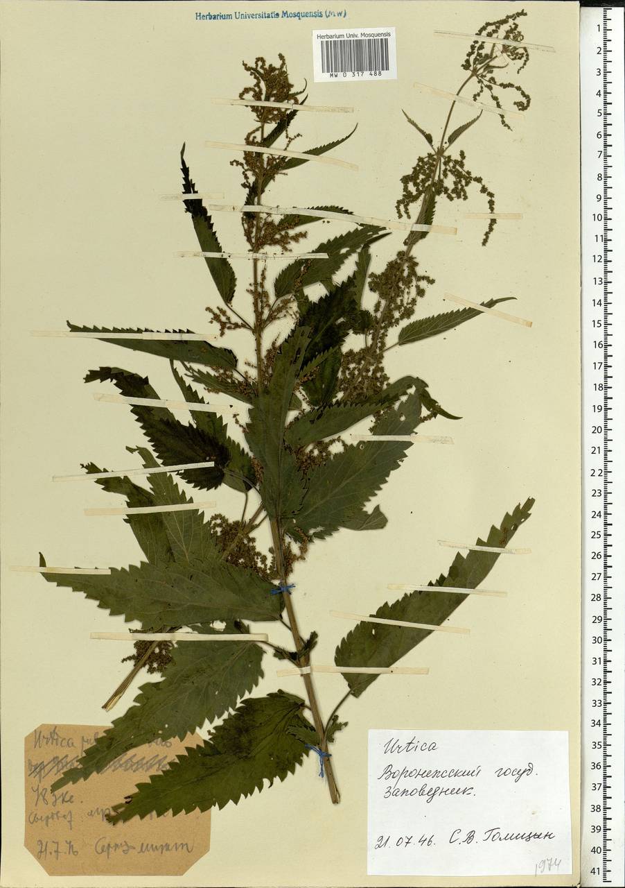 Urtica dioica L., Eastern Europe, Central forest-and-steppe region (E6) (Russia)