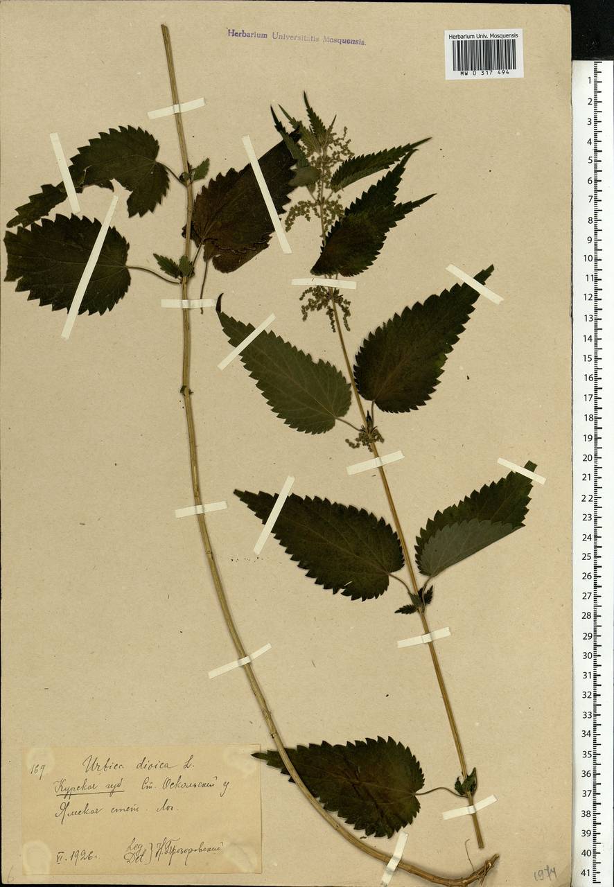 Urtica dioica L., Eastern Europe, Central forest-and-steppe region (E6) (Russia)