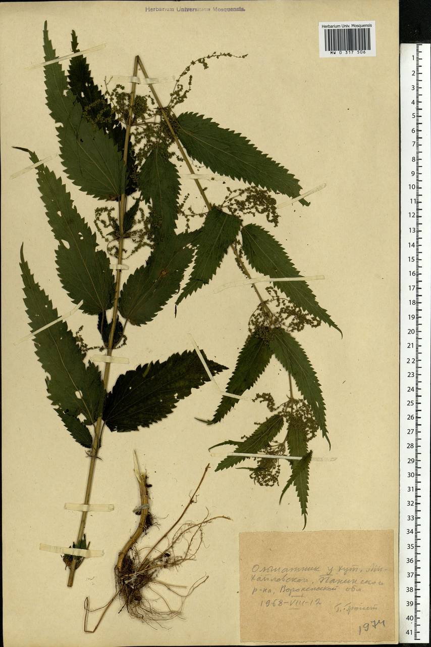 Urtica dioica L., Eastern Europe, Central forest-and-steppe region (E6) (Russia)
