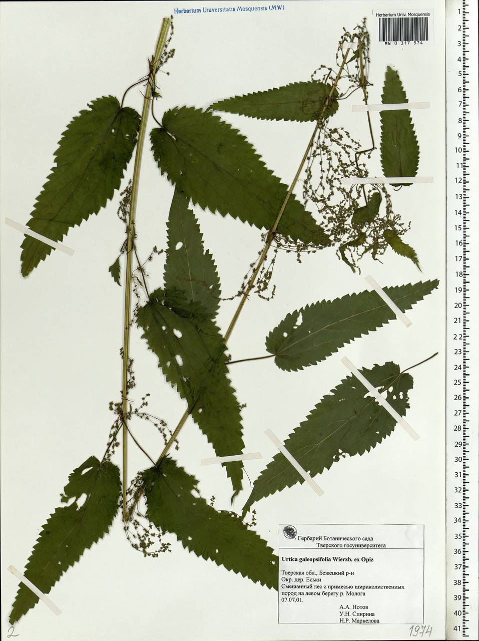 Лист крапивы строение. Крапива пикульниколистная. Urtica galeopsifolia wierzb. Ex Opiz.. Формации листьев крапивы. Urtica dioica subsp. Dioica.