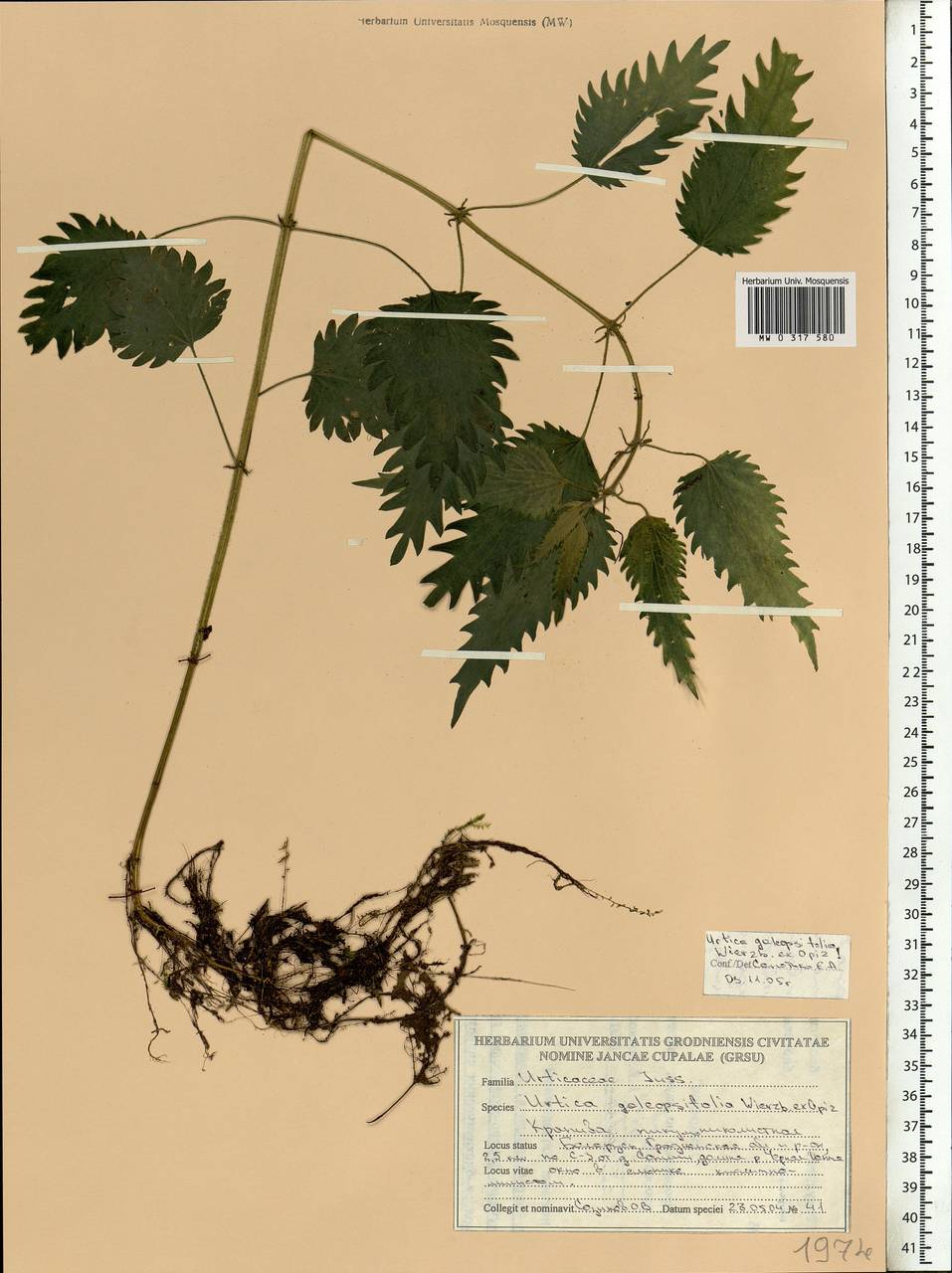 Urtica dioica subsp. pubescens (Ledeb.) Domin, Eastern Europe, Belarus (E3a) (Belarus)