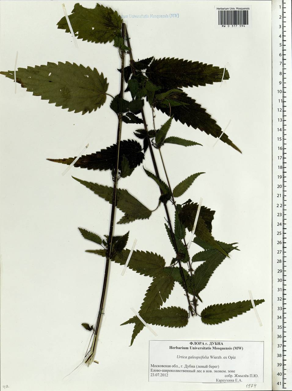 Urtica dioica subsp. pubescens (Ledeb.) Domin, Eastern Europe, Moscow region (E4a) (Russia)