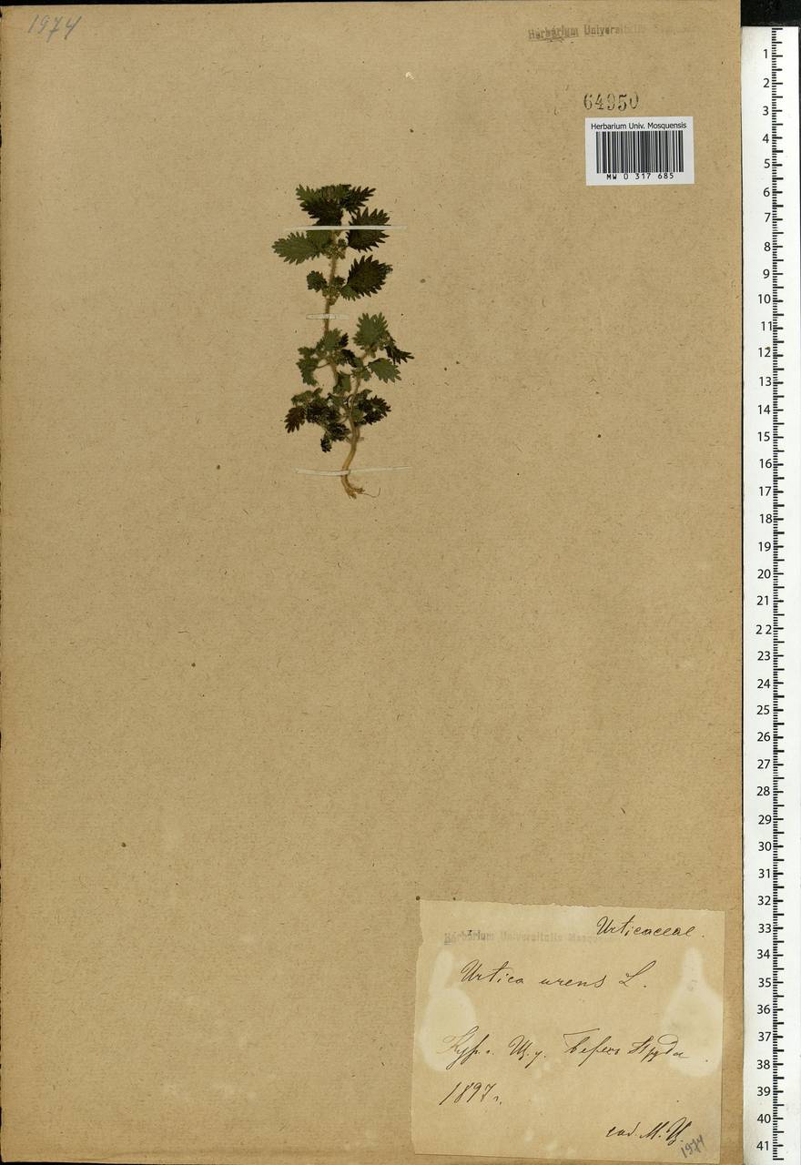 Urtica urens L., Eastern Europe, Central forest-and-steppe region (E6) (Russia)