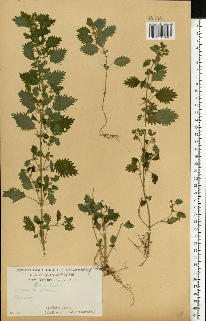 Urtica urens L., Eastern Europe, Central forest-and-steppe region (E6) (Russia)