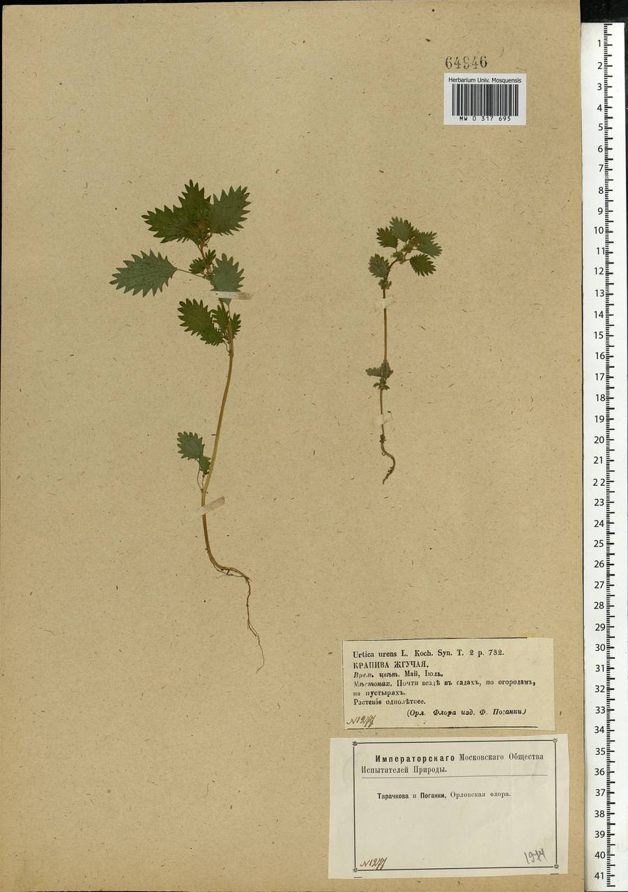 Urtica urens L., Eastern Europe, Central forest-and-steppe region (E6) (Russia)