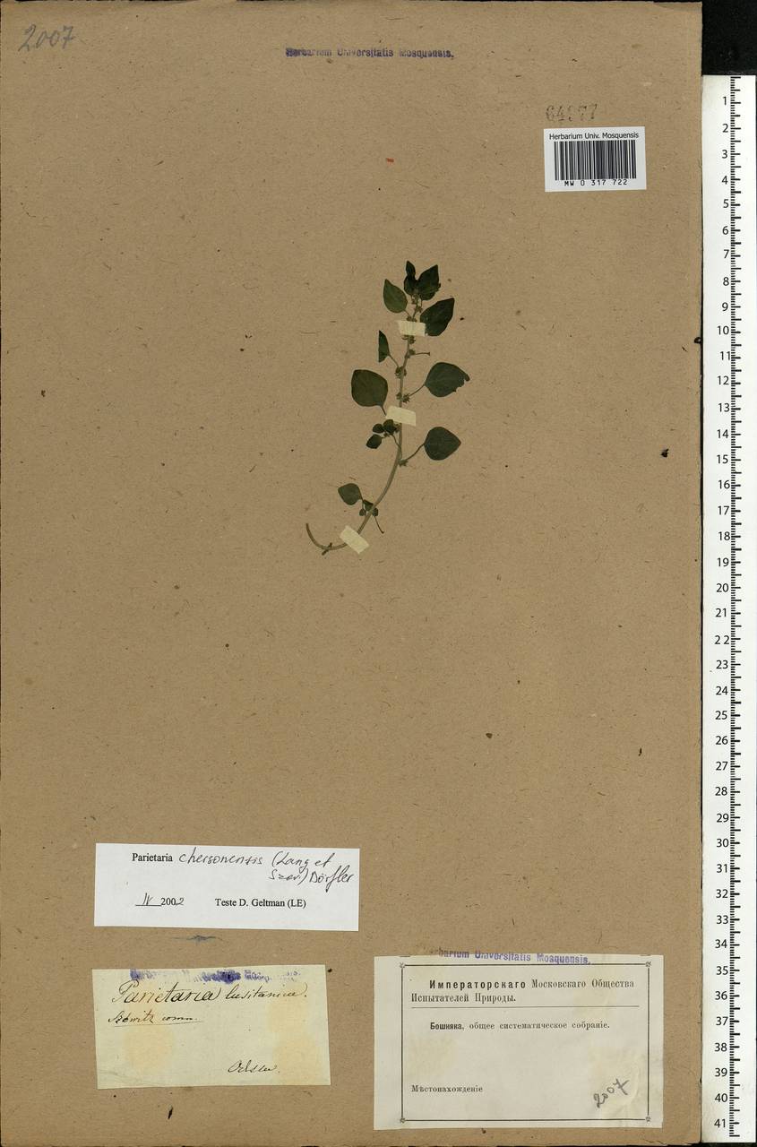 Parietaria lusitanica subsp. chersonensis (A. F. Láng & Szov.) Chrtek, Eastern Europe, South Ukrainian region (E12) (Ukraine)